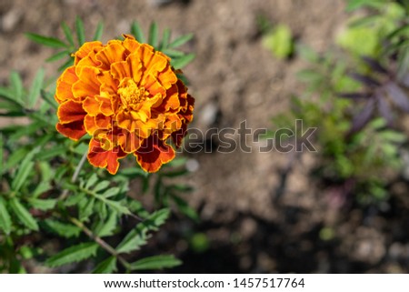 Natural background. Image of orange merigold in the garden