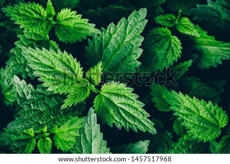 Stinging nettle leaves as background. Green texture of nettle. Top view.