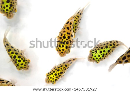 Closeup Group of Green Spotted Puffer Fish Isolated on White Background