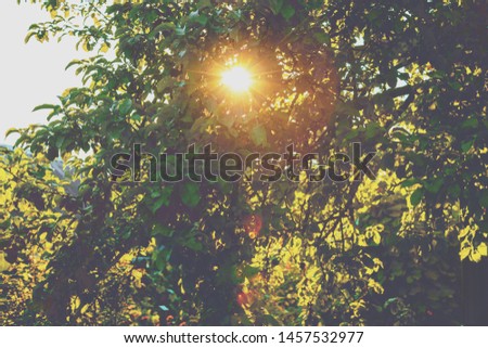 The sun shines through the leaves of the trees. Orchard in sunset light. Apple tree in summer. Nature landscape background.
