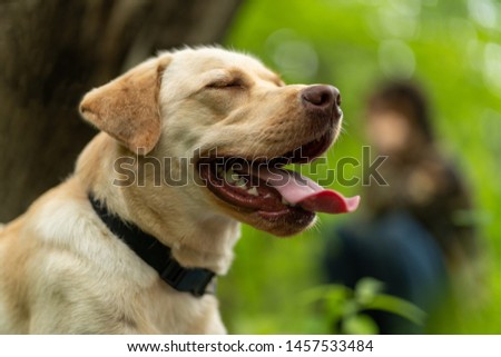 Animal photography. Happy and joyful yellow labrador on a walk in the forest