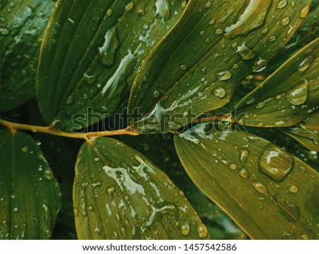 big leaves with raindrops in the garden