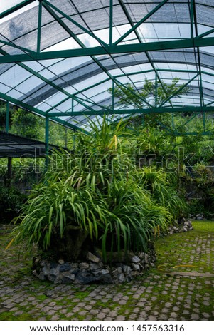 Many tropical plants ornamental in greenhouse of botanic garden.
