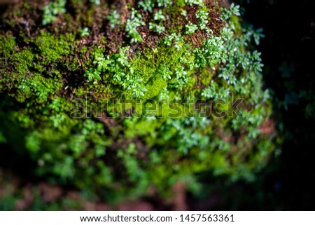 Close-up small plants growing on the rock. Beautiful ecology and environment in tropical rain forest background.