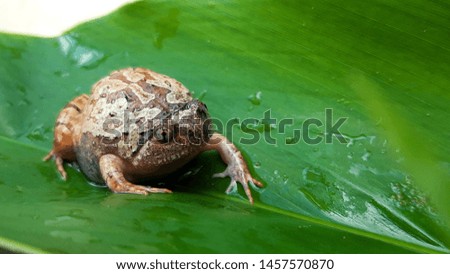 Bullfrog that on floor green leaf.