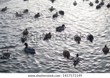 birds on winter lake. very cold temperature