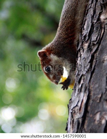 Close-up photos of squirrels running on trees in the garden, blurred background