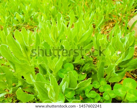 green grass growing in the garden, very beautiful landscape. background picture