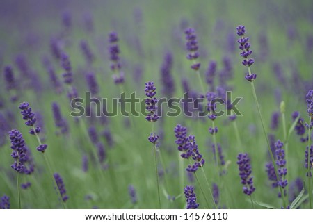 closeup picture of a lavender in a garden