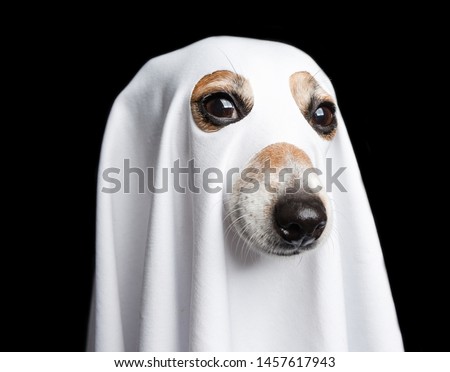 Halloween ghost portrait. Funny dog on black background.