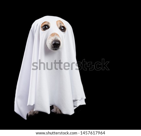 Funny small white halloween ghost on black background. Cute dog looking