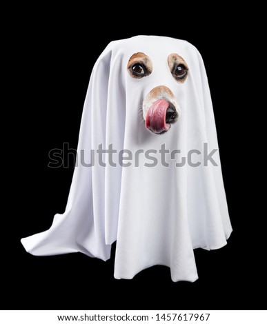 Halloween treats waiting. Pretty dog ghost. Black and white