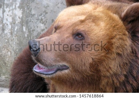 Muzzle brown bear closeup. Ursus arctos with open mouth. Head predator is massive with small ears and eyes.