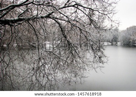The tree bent over the freezing water. Winter landscape at the lake covered with ice.