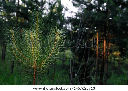 Closeup photo of green needle pine tree on the right side of picture. Small pine cones at the end of branches. Blurred pine needles in background. Sun rays and tree leaves. Shallow DOF.