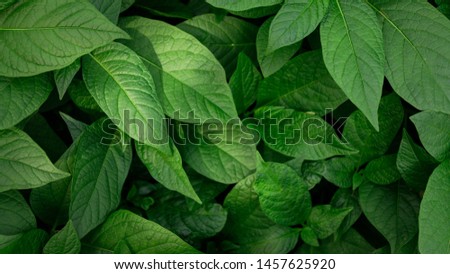 Top view of green plants. Nature full frame background.