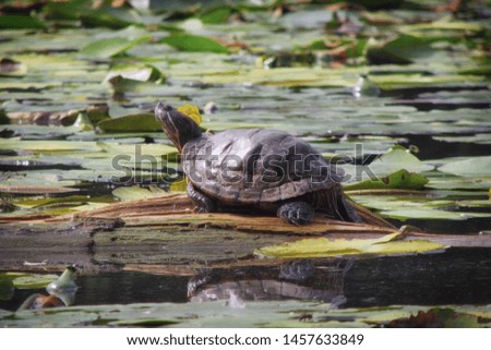 Pet thrown by the owner into the river. Red-eared turtle in the lake on a log. Trachemys scripta bask in the spring sun.