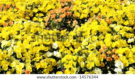 A field of yellow pansies with a few orange and red