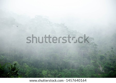 Morning fog on the rainy deep jungle forest - Tegallalang, Ubud, Bali