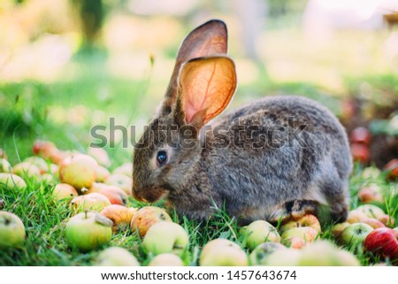 Rabbit eating apples in the grass in the garden.