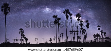 Panorama view of universe space shot of nebula and milky way galaxy with stars on blue night sky. Beautiful scene silhouette of lonely Palmyra palm trees or Sugar palm under amazing starry night sky