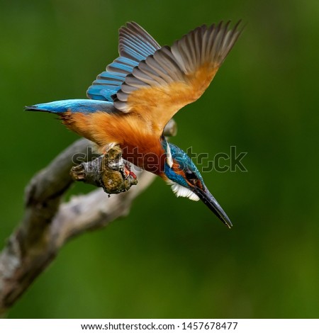 kingfisher (alcedo atthis) in natural habitat - Danube delta, Romania