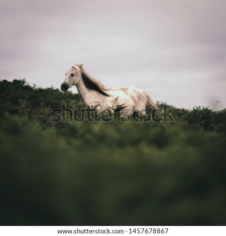 Wild horse running through field