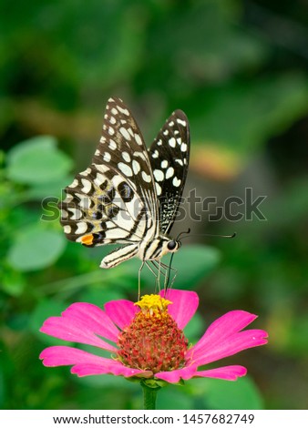 Image of lime butterfly(Papilio demoleus) is sucking nectar from flowers on a natural background. Insects. Animals.