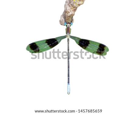Image of dragonflies (Orolestes octomaculatus) isolated on white background. Insect. Animals.