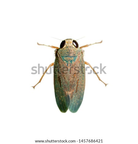 Image of a leafhopper (Cicadella viridis) on white background. Insect. Animals.