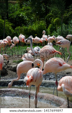 Pink flamingos Phoenicopteridae bonaparte foraging in the water together with reb ibis or eudocimus.