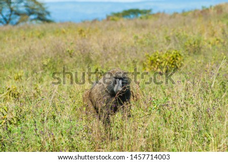 Male baboon wonder around the wild at Lake Nakuru