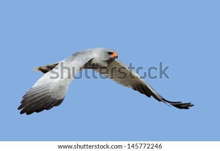 Southern Pale Chanting Goshawk in flight - Melierax canorus - Kalahari Desert