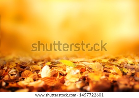 Colorful autumn leaves with golden background and short depth of field