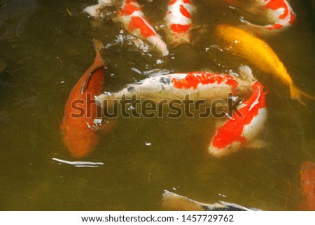 beautiful koi fish in a fish pond