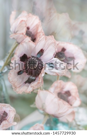Background with dried poppy flowers.