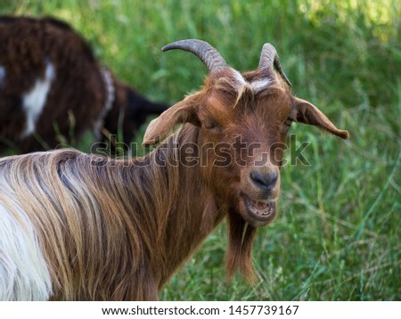 Pictures of some goats with their horns.