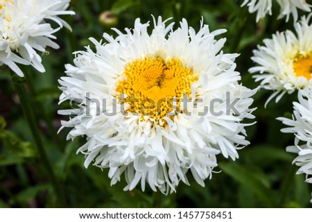 Leucanthemum x superbum 'Engelina' a spring summer flowering plant commonly known as Shasta daisy