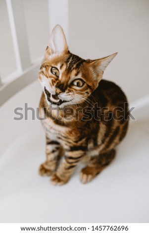 Bengal cat on white background, advertising cat food
