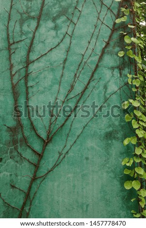 vine and tendril creeping wall
