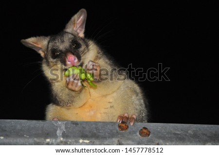 Possum, a typical animal from Australia 
