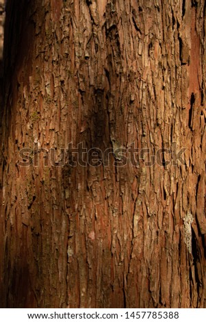 Wood texture with moss on pine tree in south america