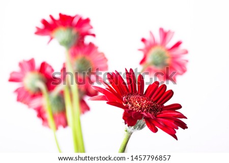 Red gerber gerbera isolated on a white background for the summer spring feeling