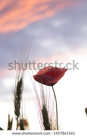 poppy and spikelets of wheat on a background of clouds at sunset