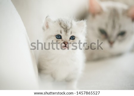 Closeup of  blue eyes cute kitten on sofa