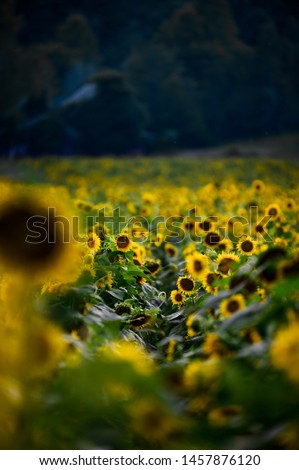 Beautiful Zoomed Sunflower Field with Trees in Nature Background, Scenic Colorful Summer Landscape Depth of Field