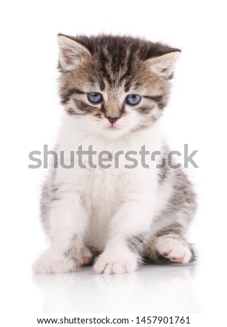 Cat, pet, and cute concept - kitten on a white background. Cat poster