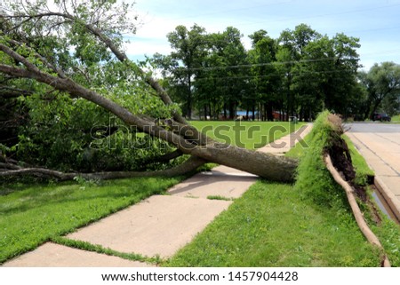Wind storm uprooted a tree and laid it over a sidewalk Royalty-Free Stock Photo #1457904428