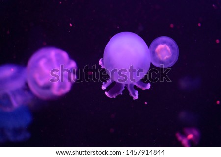 Closeup side view of Jellyfish, in pink neon light