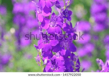
different, colorful wildflowers in summer